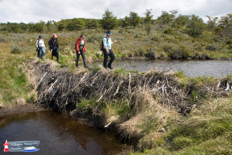 Experiencia-Encuentro-con-Castores-y-Laguna-Esmeralda- Tolkeyen Patagonia Turismo