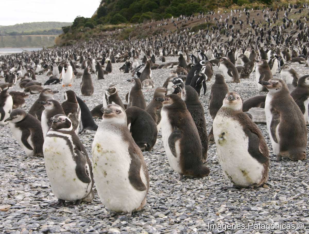 Colonia de Pinguinos en la isla Martillo Tolkeyen Patagonia Turismo