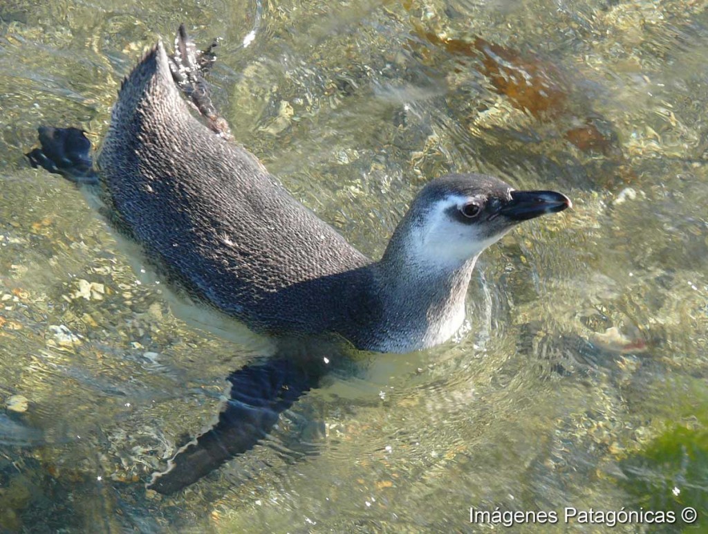 Pinguino en el Canal Beagle Tolkeyen Patagonia Turismo Ushuaia PH