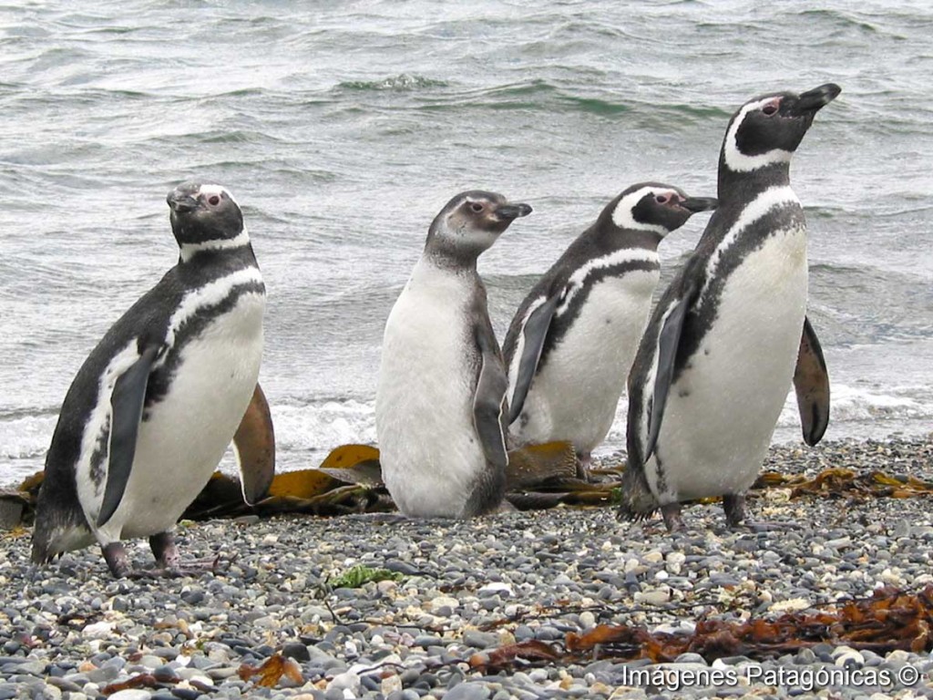 Pinguinos 