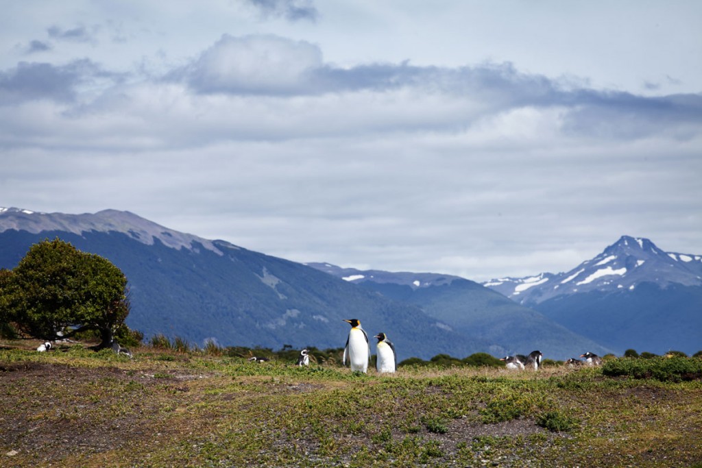 pinguino ushuaia Tolkeyen Patagonia Turismo
